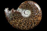 Polished, Agatized Ammonite (Cleoniceras) - Madagascar #73254-1